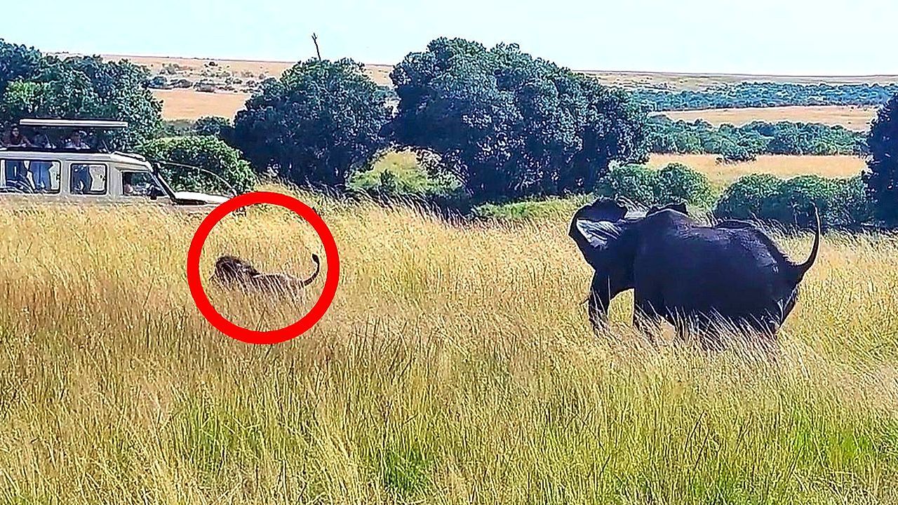 Jäger wird zum Gejagten: Löwe macht Bekanntschaft mit Elefanten