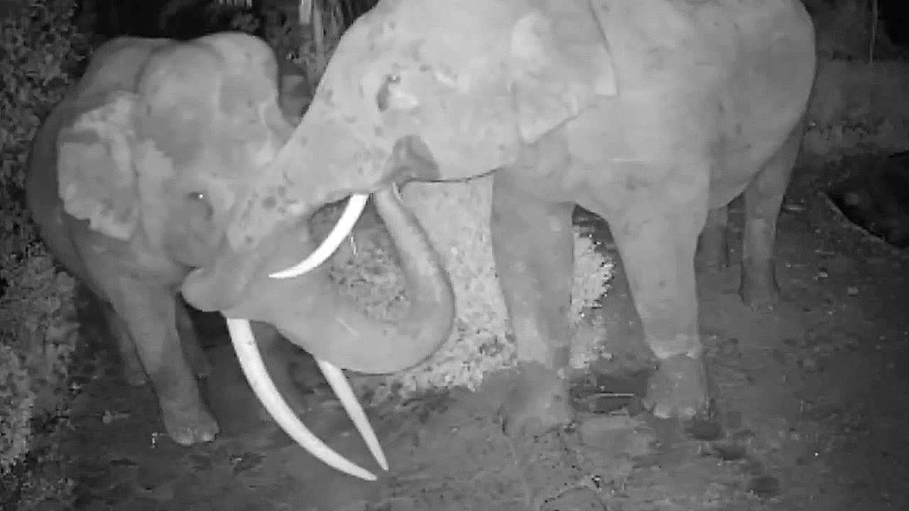 Video: Liebevolles Wiedersehen: Elefanten begrüßen sich zärtlich mit Rüsselmassage