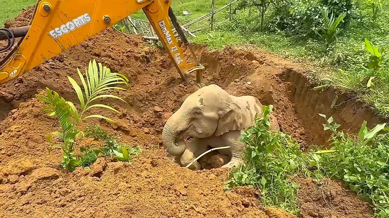 Riese steckt fest – Elefant aus Schlammloch befreit