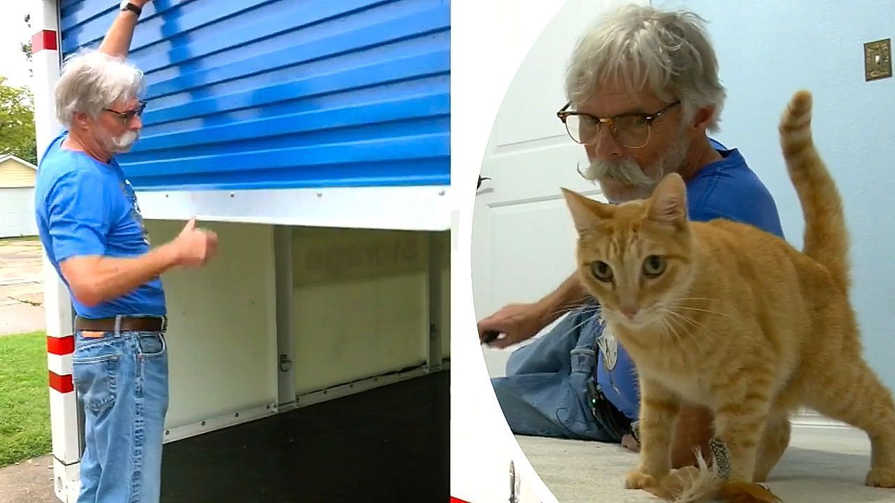 25 Días Sobrevivió en Contenedor de Mudanza: Gato Desaparecido Viaja 3,200 Kilómetros