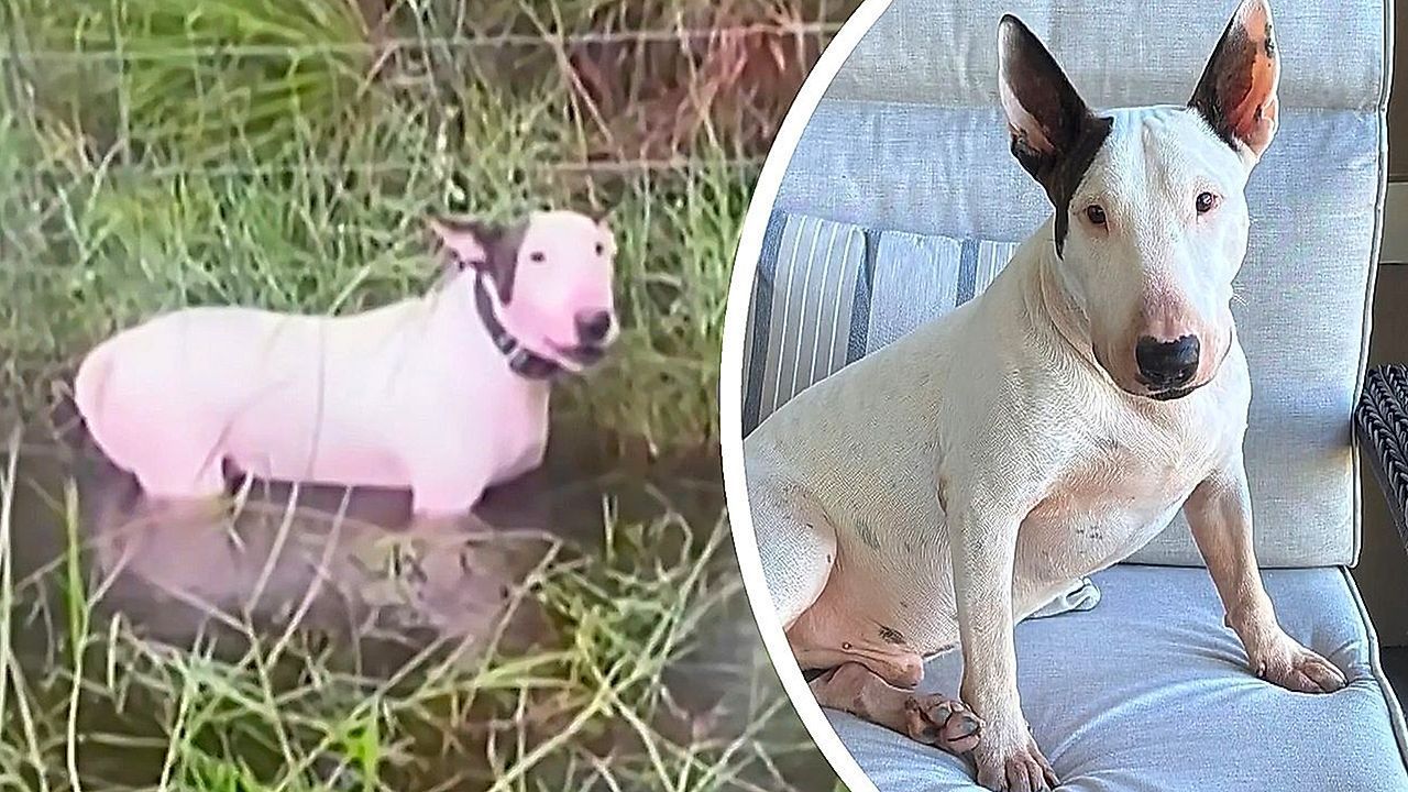 Video: Hund im Hurrikan zurückgelassen – Vierbeiner sorgt für neues Tierschutzgesetz in Florida