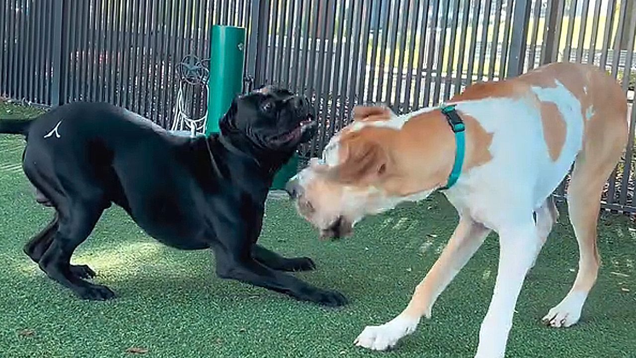 Play-fighting dogs look like they're having a boxing match