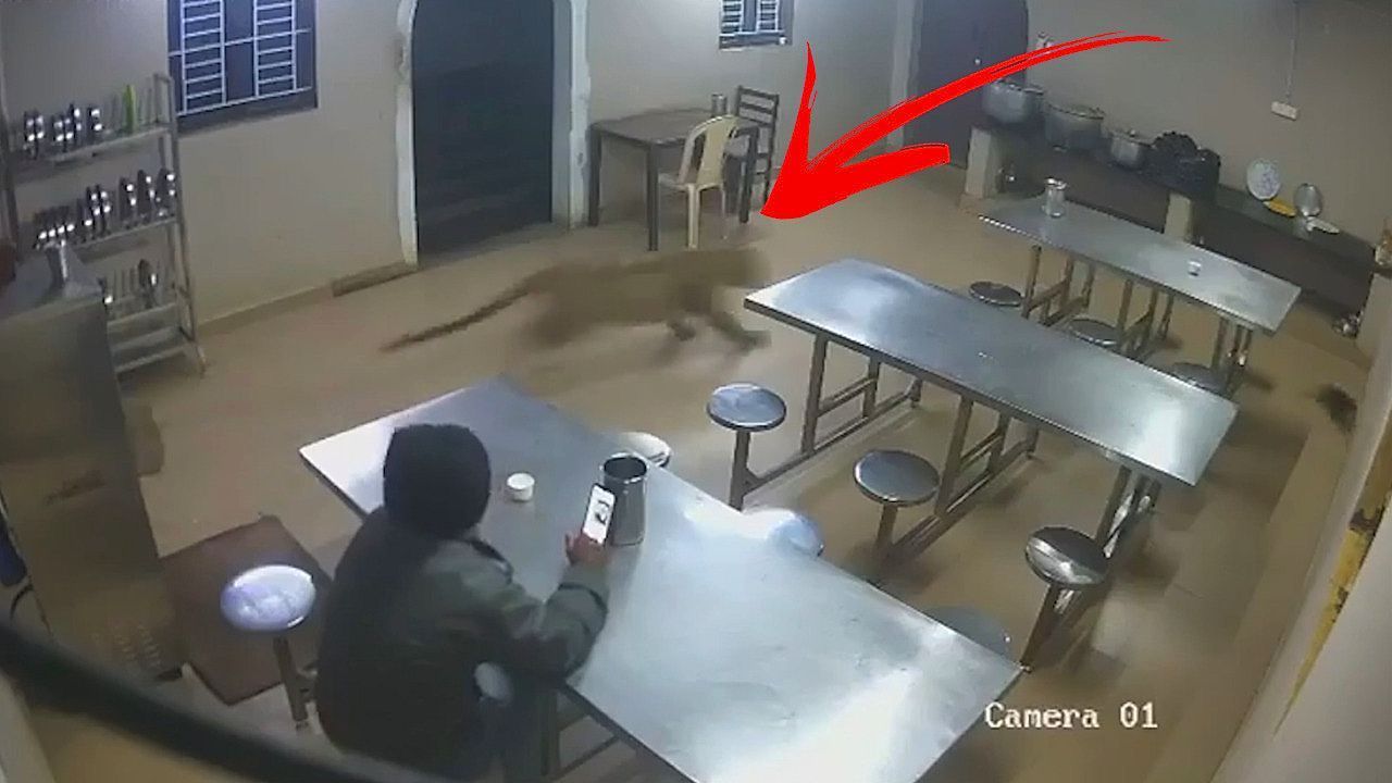 Katze gejagt: Leopard sorgt für Panik in indischem Café