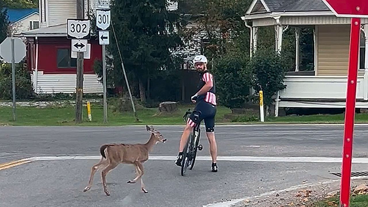 Video: Anhängliches Tierbaby: Verirrtes Hirschkalb folgt Radfahrer