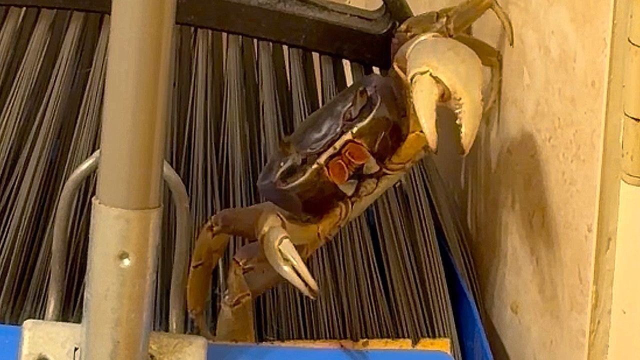 Man trapped in bathroom with crab