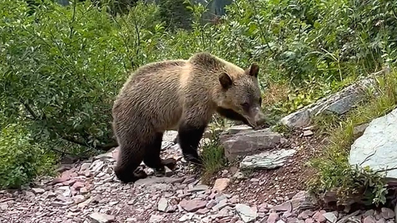 Hiker has extremely close encounter with grizzly bears