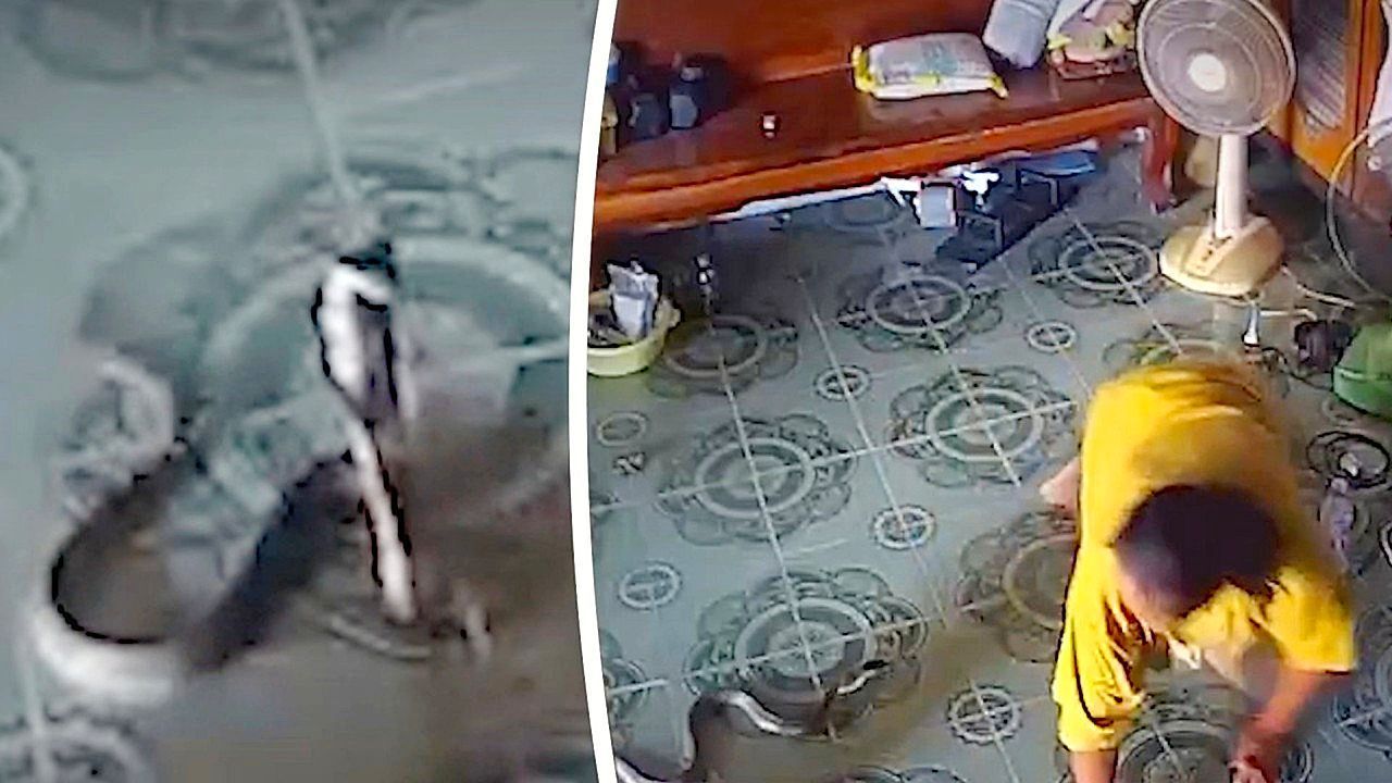 Terrifying moment woman narrowly escapes cobra slithering into her home