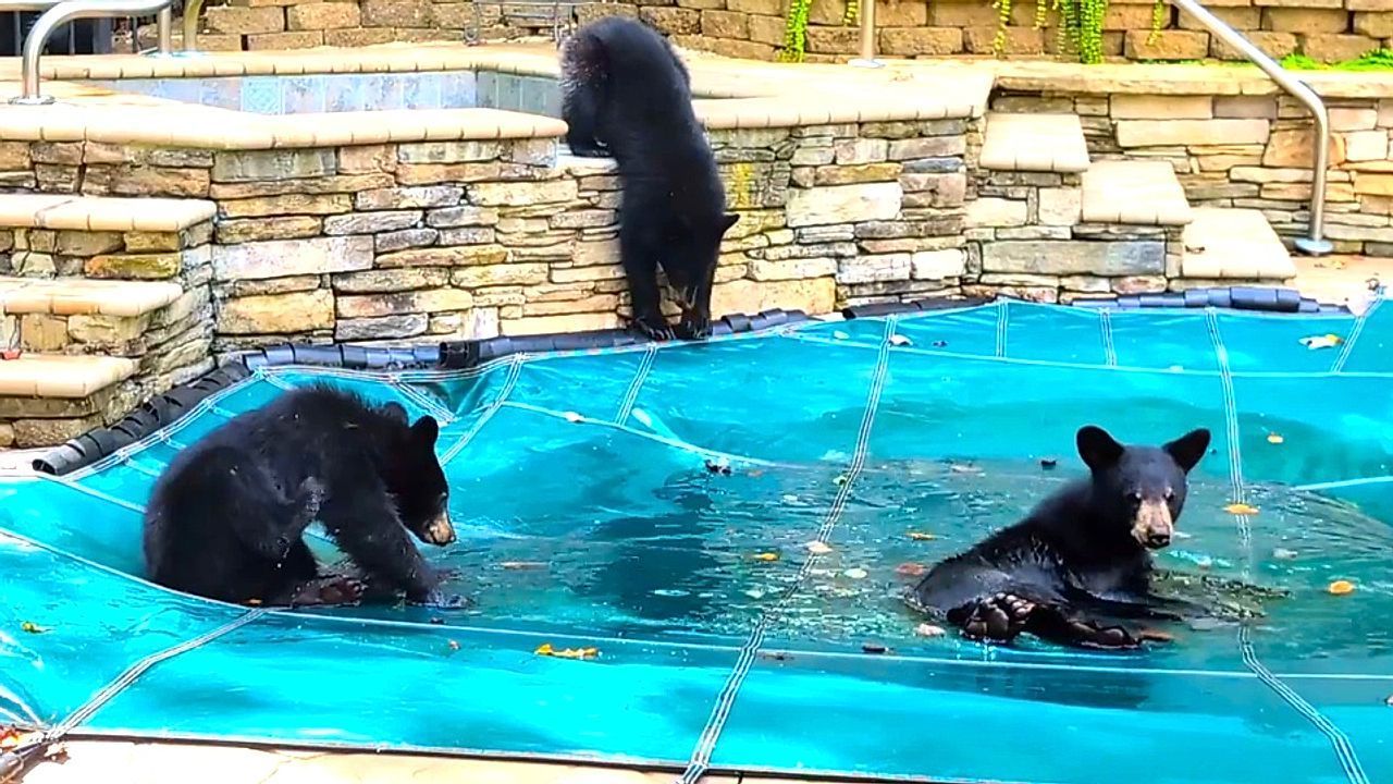 Autumn splash! Adorable bear cubs frolic on covered pool