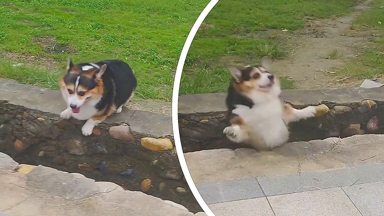 Video: Pure courage! Adorable corgi hilariously fails to jump across ditch