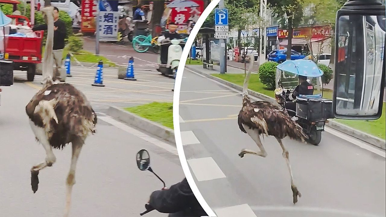 Video: Escaped ostrich causes chaos running down busy roads in China