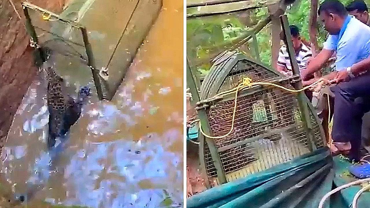 Video: Leopard rescued from 25-foot well in India