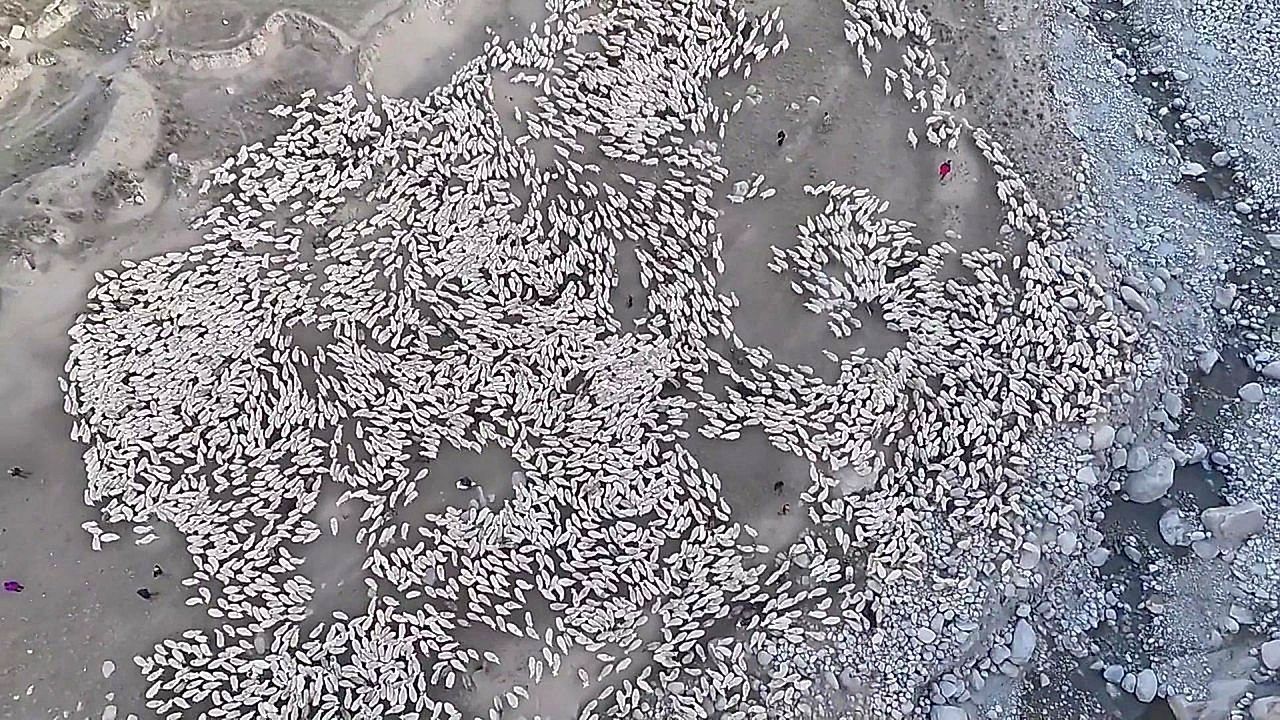 Video: Stunning drone footage captures 70,000 sheep on seasonal migration in China
