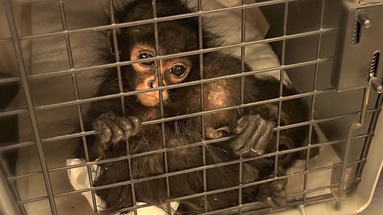 Grausamer Influencer-Trend: Klammeraffen-Schmuggel boomt in den USA