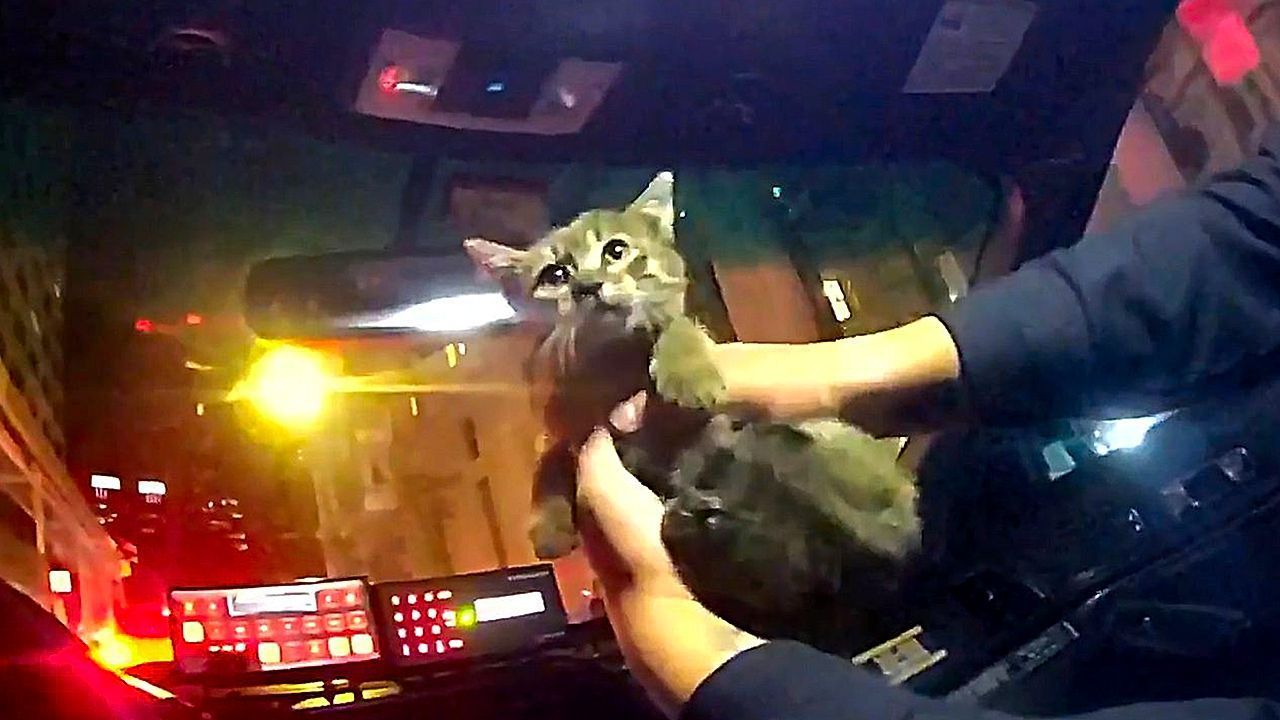 Nach-Rettung-unter-Imbisswagen-New-Yorker-Polizist-adoptiert-K-tzchen