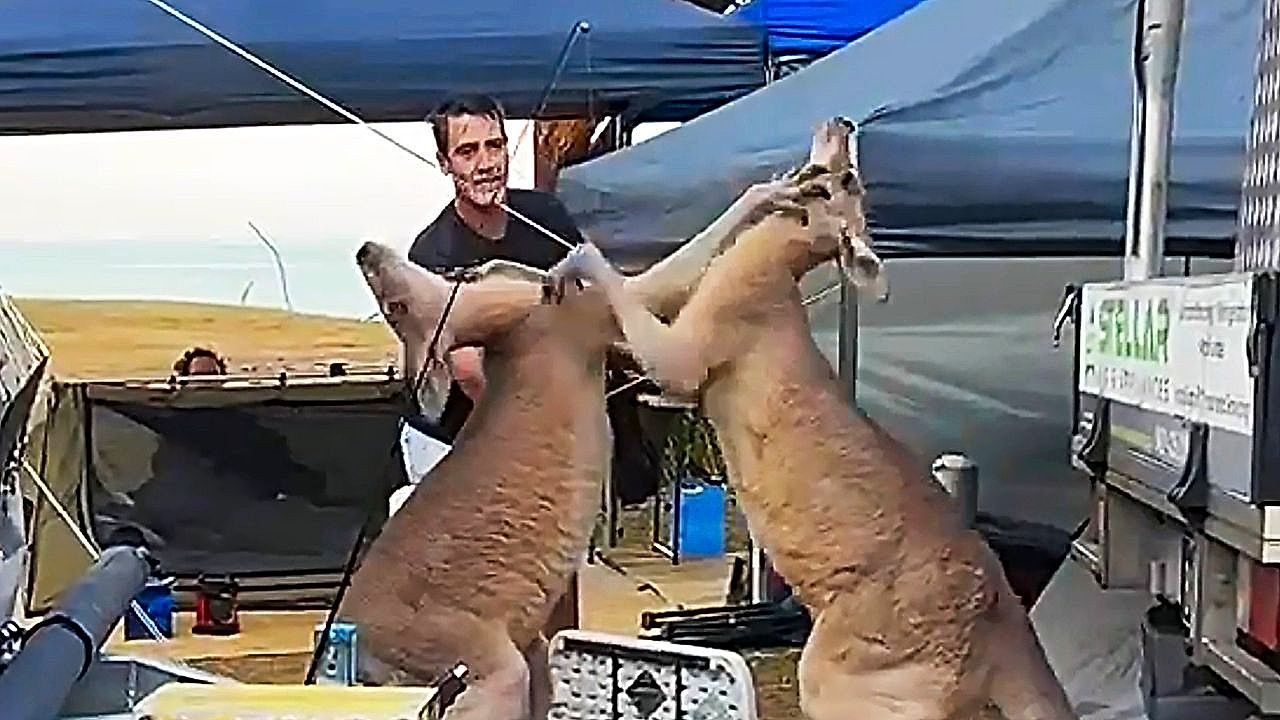 Boxing match! Two kangaroos cause chaos at family campsite