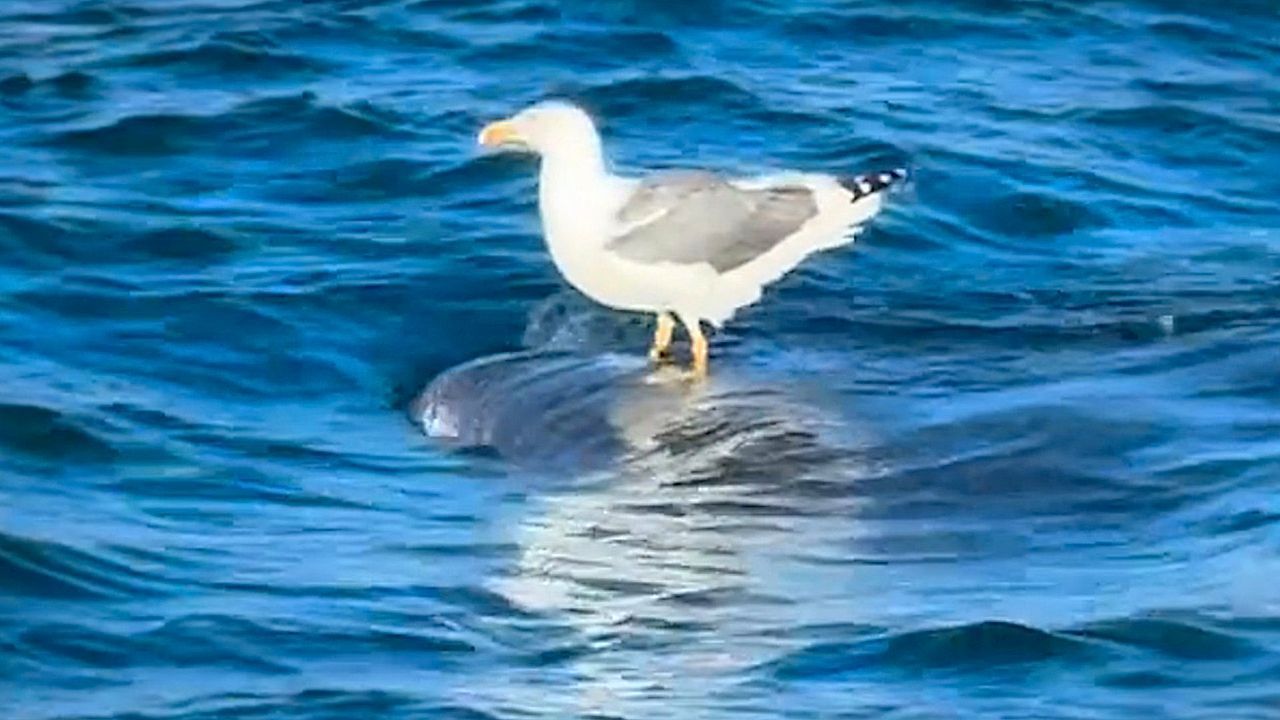 Animal Hitchhiking: Seagull Rides on Whale Shark