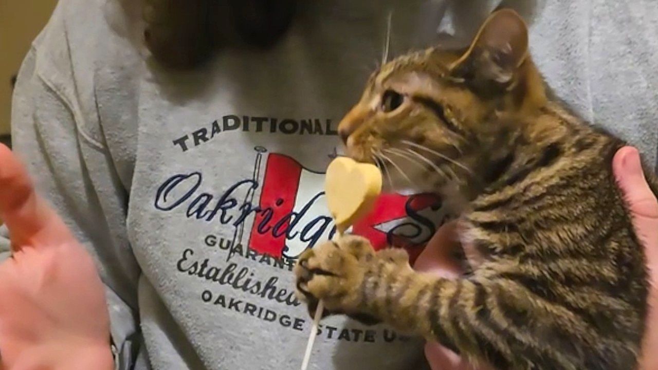 Spotted kitten insists on eating her cat lolipop without help