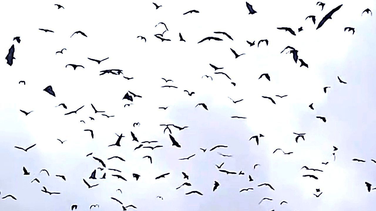 Thousands of bats swarm sky before Typhoon Tino strikes Philippines