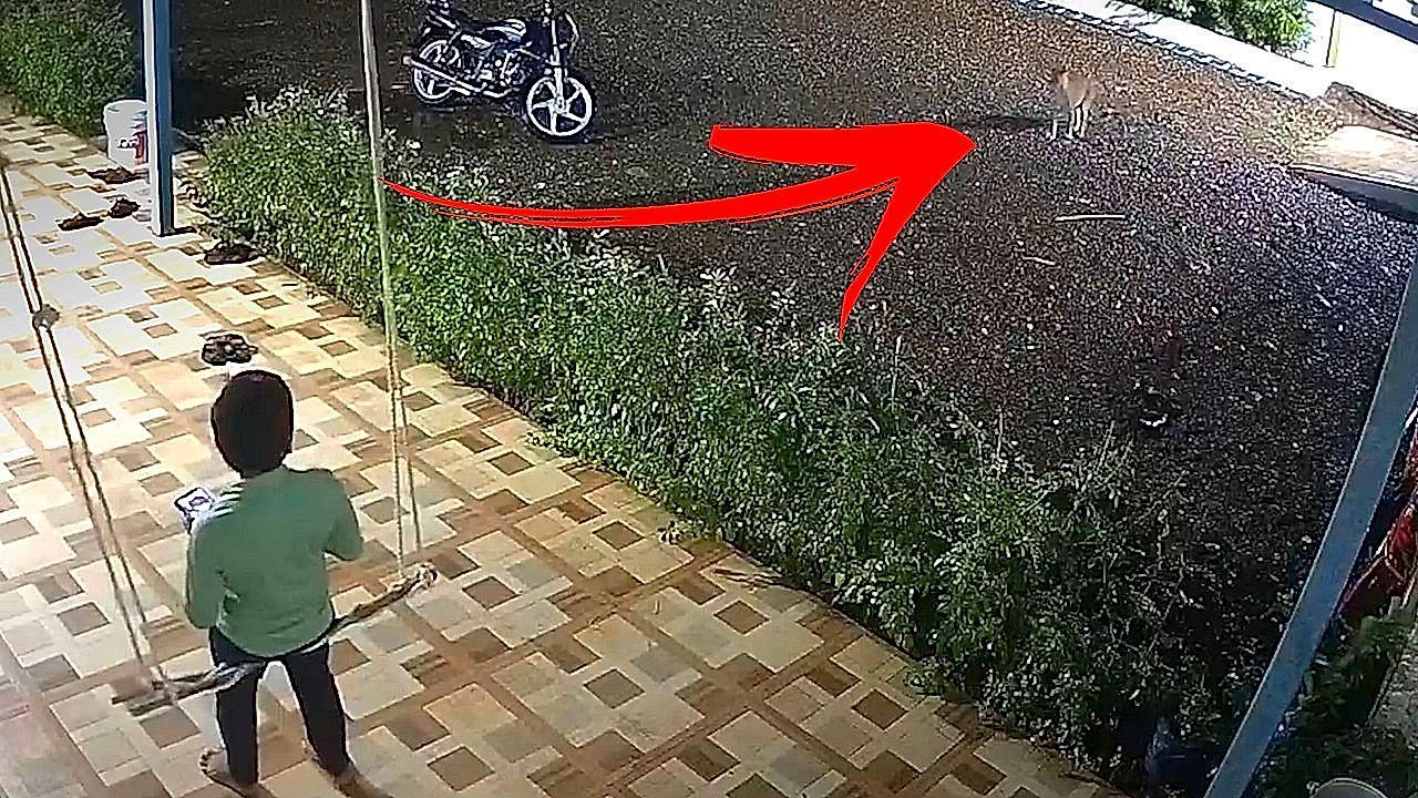 A child narrowly escapes a leopard stalking him in India