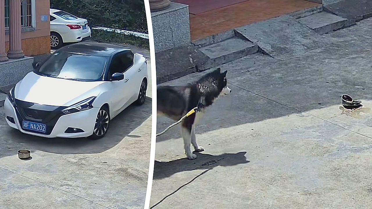Video: Bungling driver accidentally crushes dog's beloved food bowl