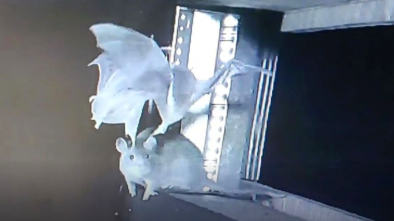 Video: Scientists warn of new pandemic risk after rats filmed eating bats in Germany