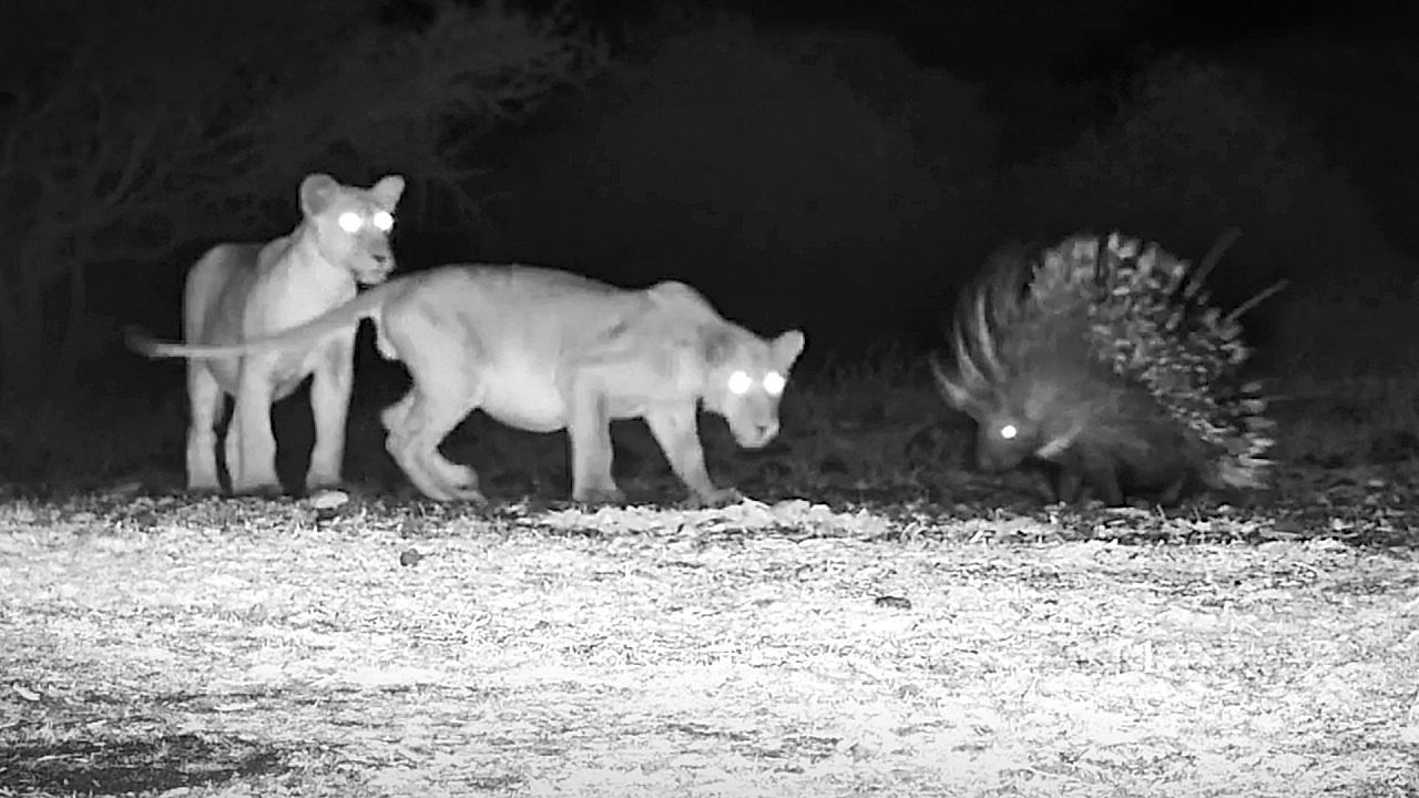 Video: Tense showdown at waterhole as plucky porcupine takes on three lions