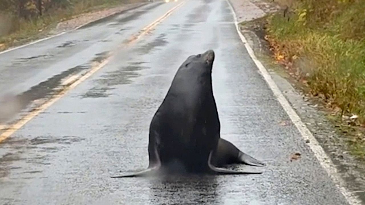 Video: Tierische Blockade: Seelöwe macht auf Straße Mittagspause