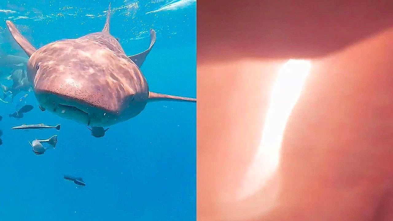 Shark swallows diver's camera in Maldives, offering terrifying glimpse inside
