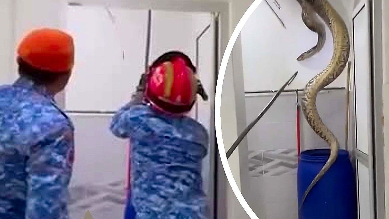 Riesenreptil-im-Badezimmer-F-nf-Meter-Python-kracht-durch-Decke