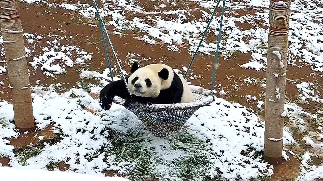 Schnee-im-Gehege-Rutschende-Pandas-k-nnen-ihr-Wintergl-ck-kaum-fassen