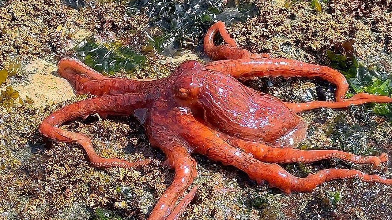 Tintenfisch-auf-Abwegen-Riesenkrake-spaziert-an-Land