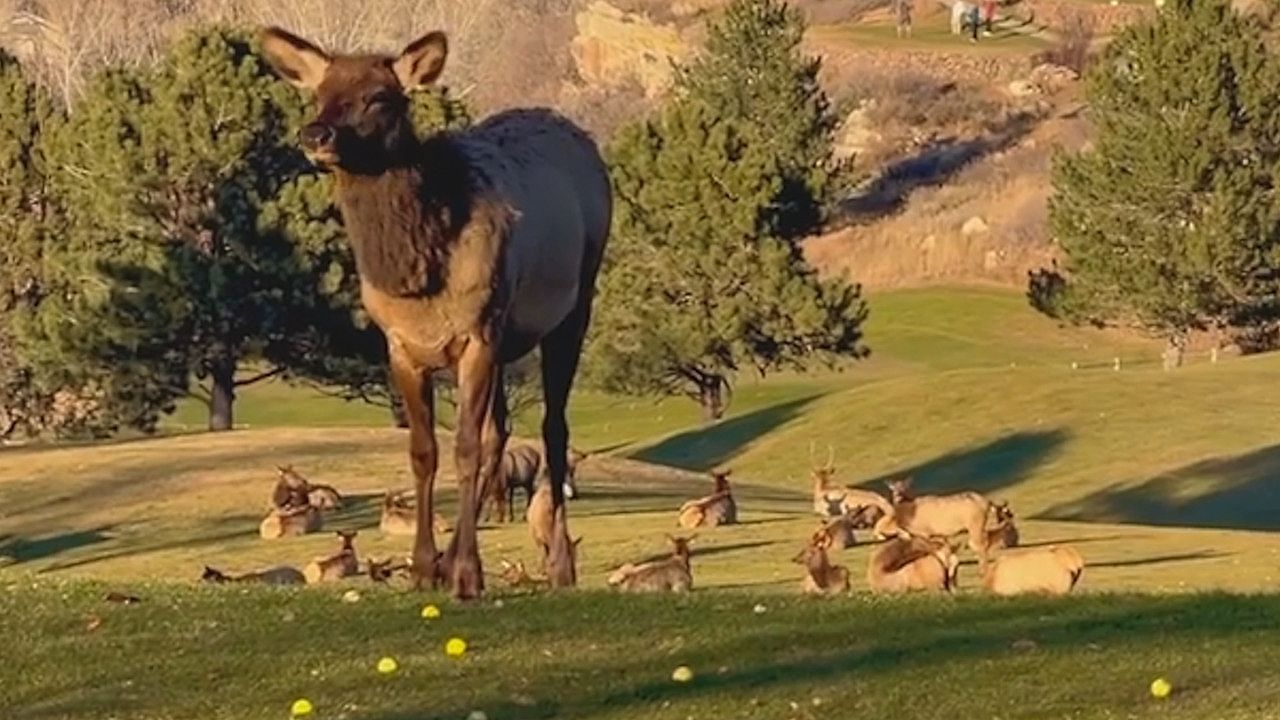 Grasen-auf-dem-Gr-n-Hirsche-legen-Golfplatz-in-Colorado-lahm