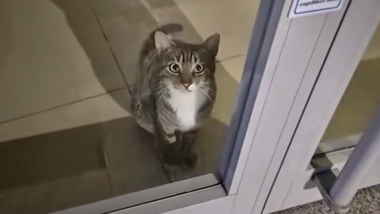 Trapped cat triggers bank alarm in Turkey forcing police response