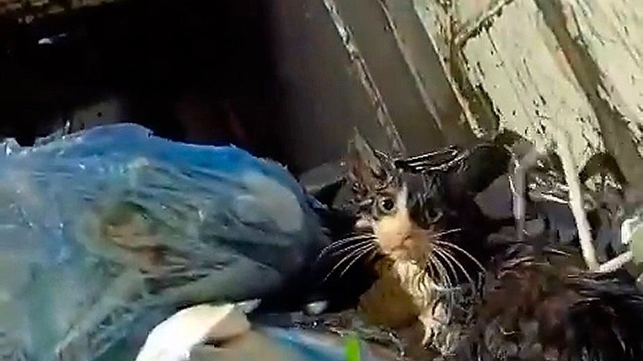Video: Kitten's faint cry stops binmen just seconds before a crushing disaster