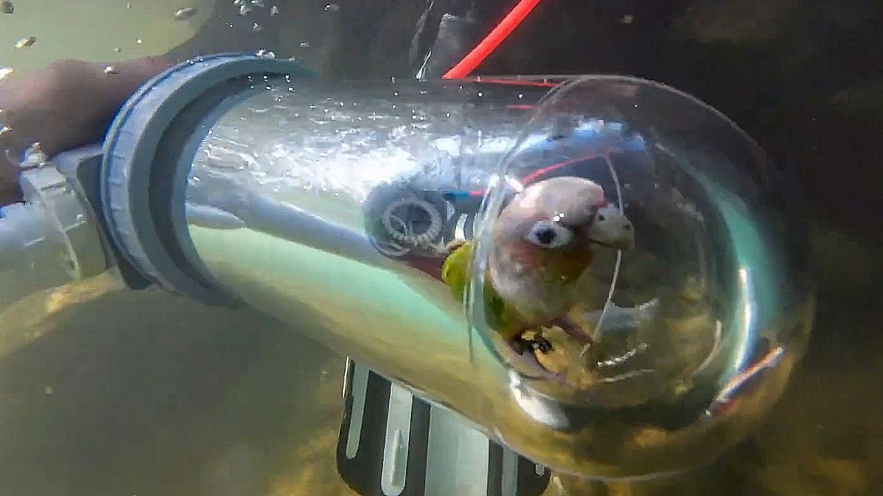 Video: Parrot goes scuba diving in special container