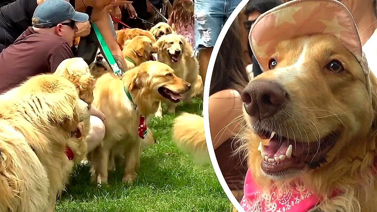 Video: Golden retriever mega-gathering smashes Guiness record