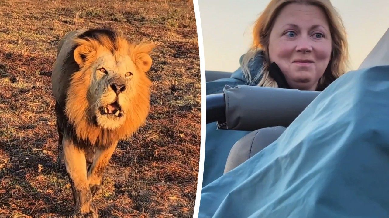 Video: Close call on safari as roaring lion approaches jeep in Zambia