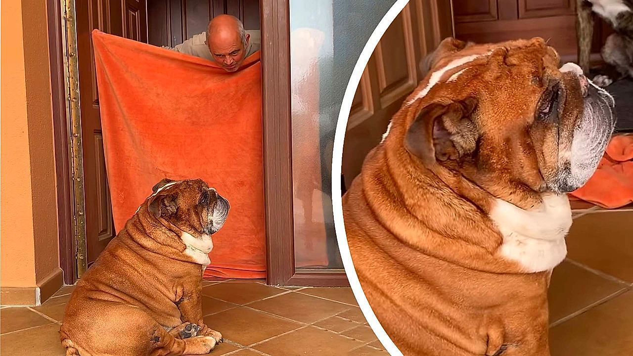 Unbothered dog ignores owner's disappearing trick
