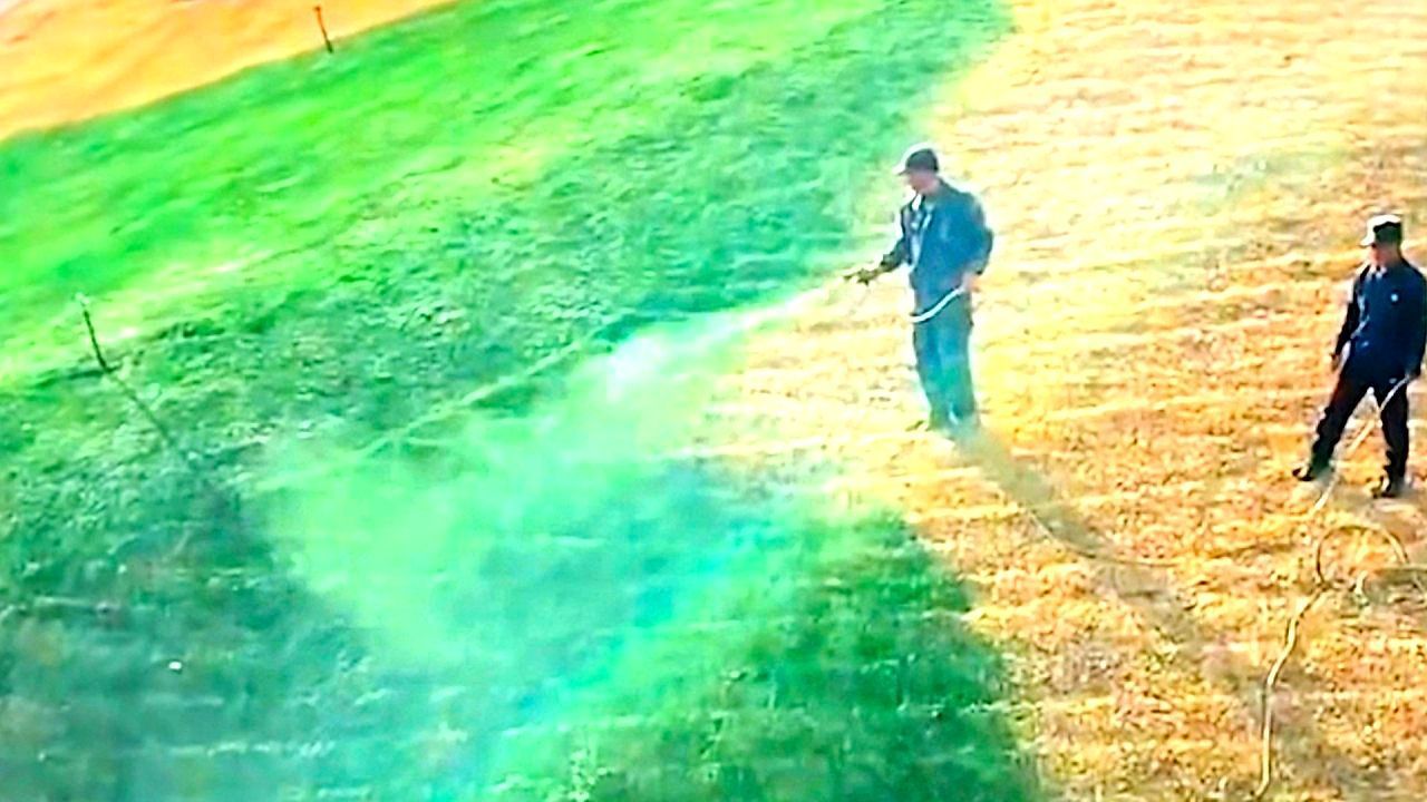 Video: Workers captured spraying yellow grass with green liquid in China