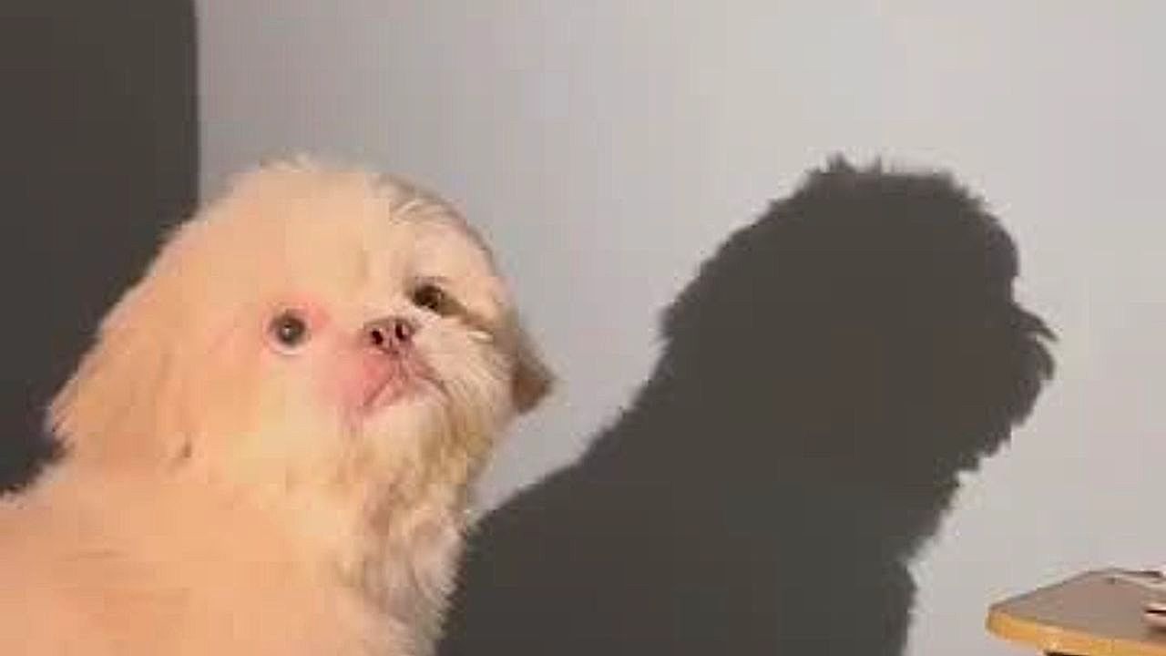 Video: A shadow prank goes big — and the dog bolts