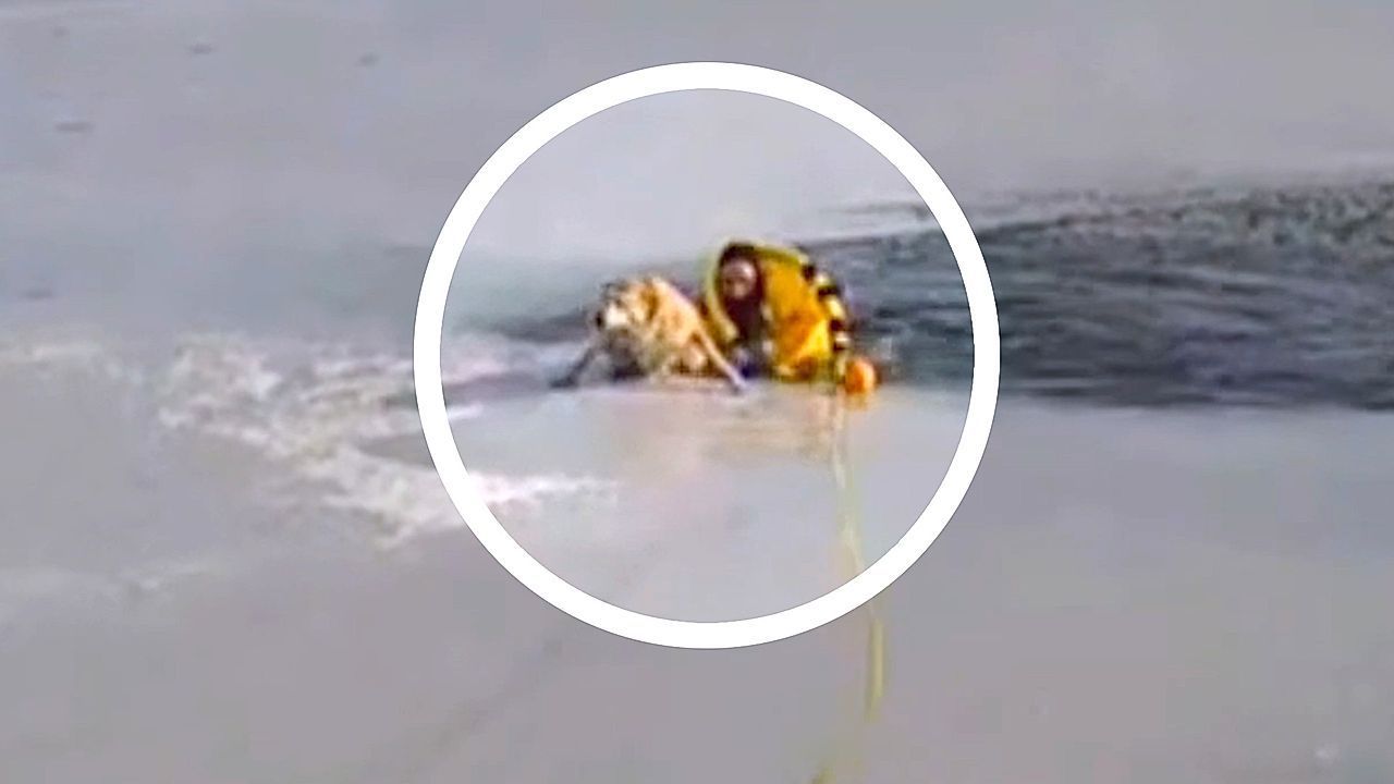 Video: Hero officer crawls across frozen lake to save dog in New Jersey