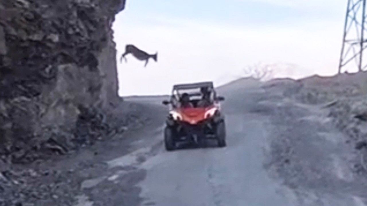 Schreckmoment-am-Berg-Ziege-springt-pl-tzlich-auf-fahrenden-Buggy