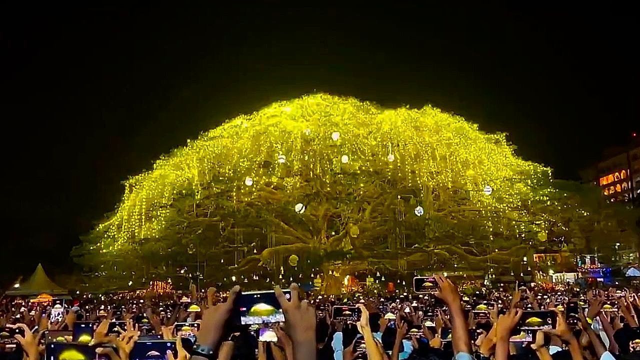 Video: It looks like fantasy! A colossal 200-year-old tree is lit up with thousands of lights