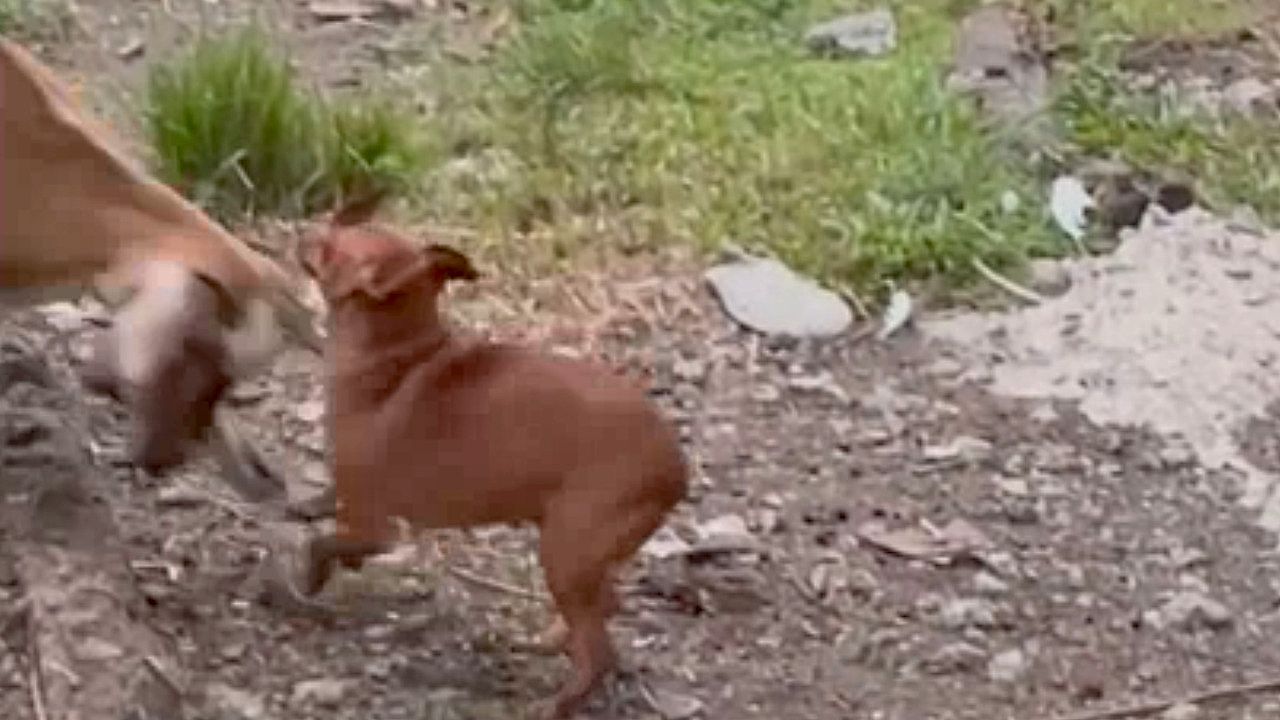 Fiese-Kopfnuss-Ziege-rammt-Zwergpinscher-im-Garten