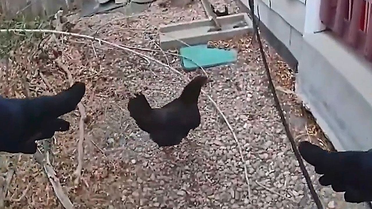 Video: „Schritt 2 vergessen“: Polizist fängt entlaufene Hühner ein – und hat ein Problem