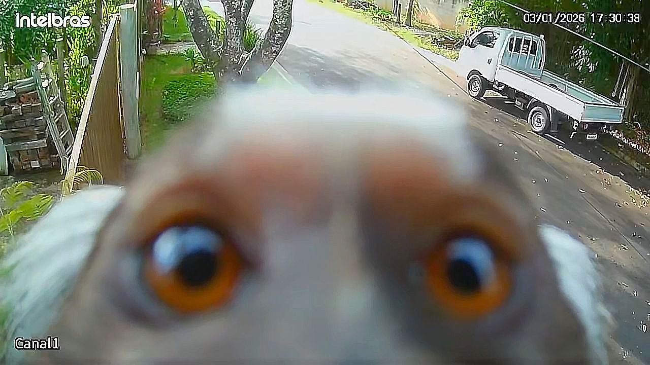 A-very-curious-intruder-This-little-monkey-is-obsessed-with-the-camera