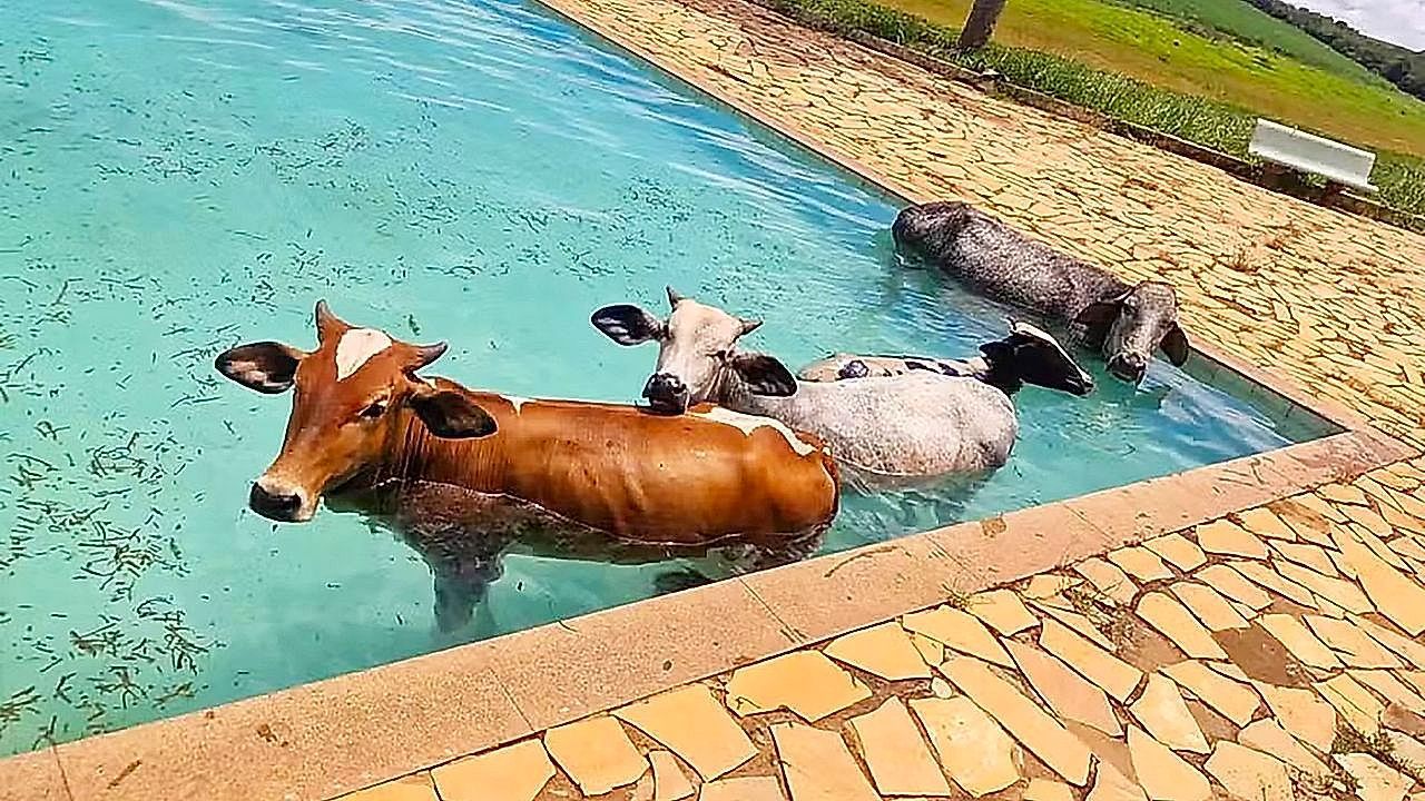 Video: Four cows take unexpected swim before pool rescue