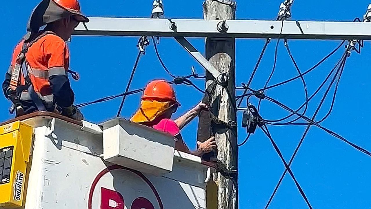 Video: Das ist kein Baum: Riesiger Waran von Strommast gerettet