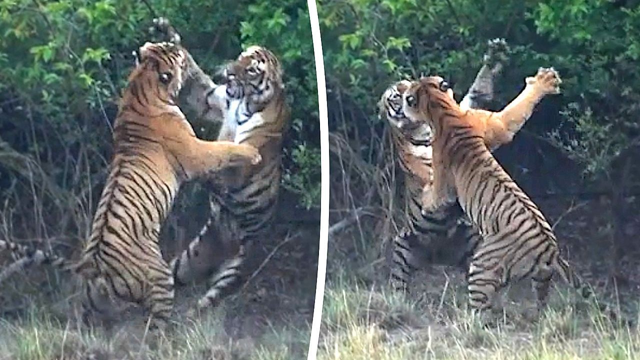 Erbittertes-Duell-Zwei-Tigerinnen-streiten-um-ihr-Revier