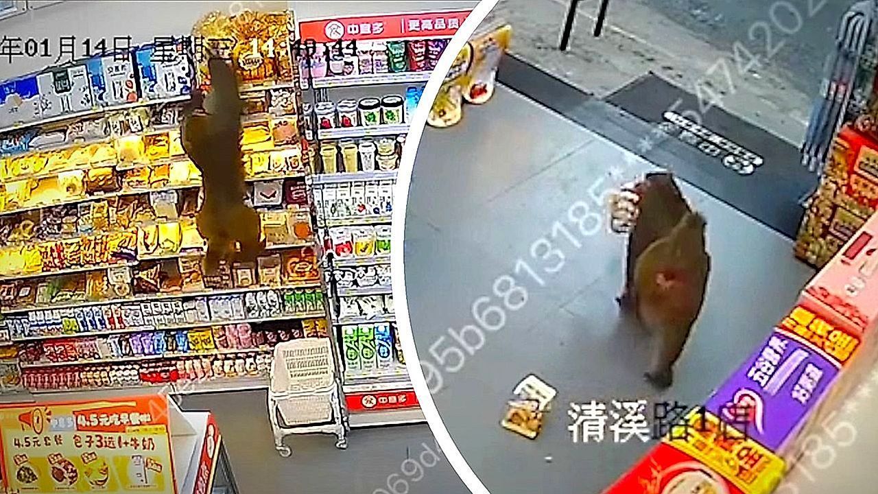 Video: Dreister Raubzug: Affe überfällt Laden und hält Angestellte zum Narren